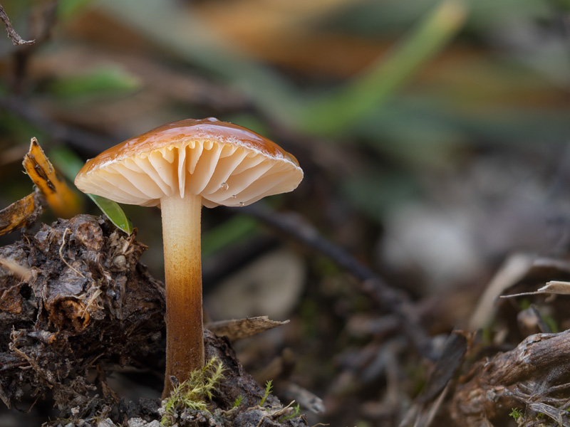 Flammulina ononidis